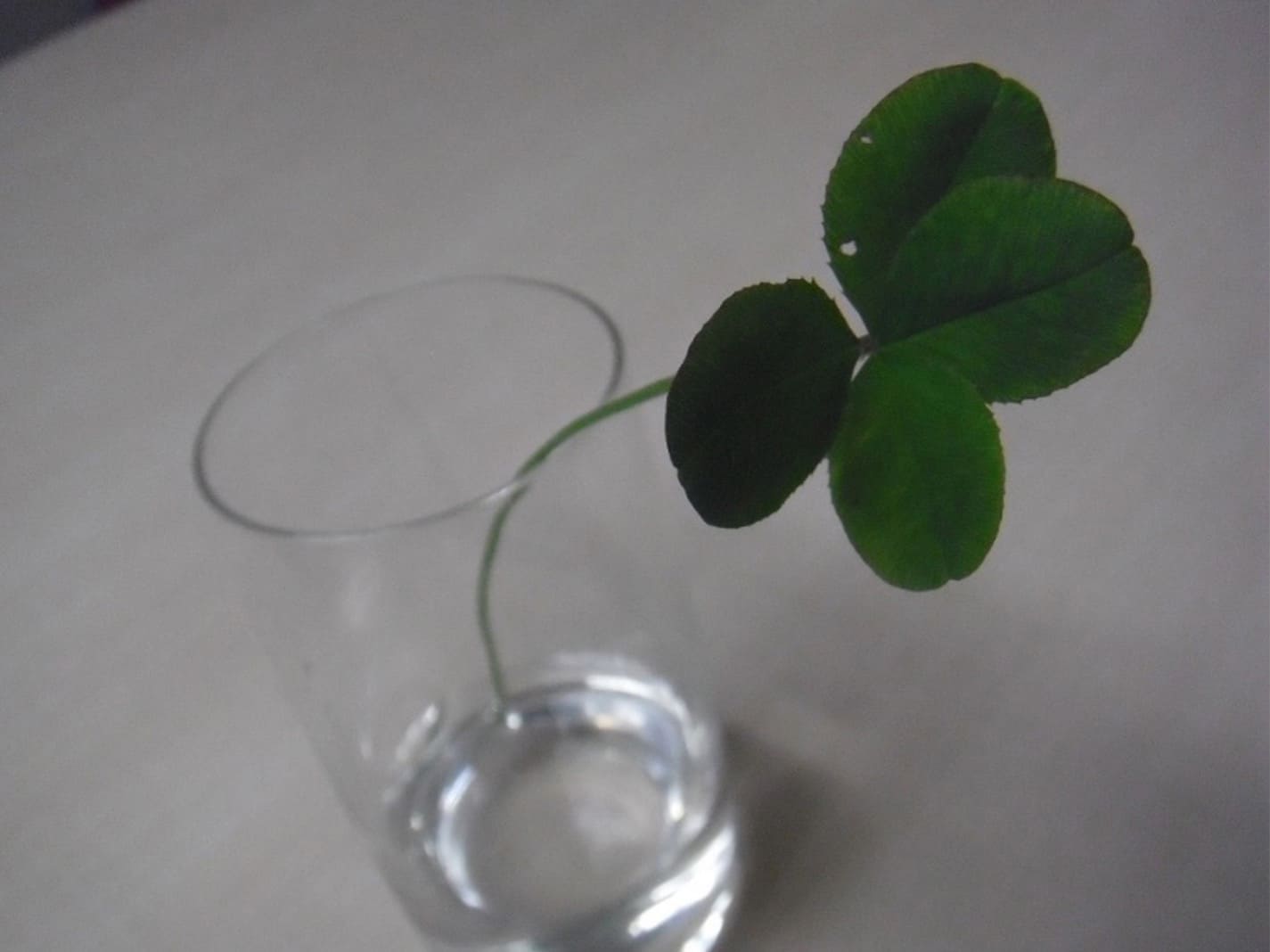 四葉のクローバー