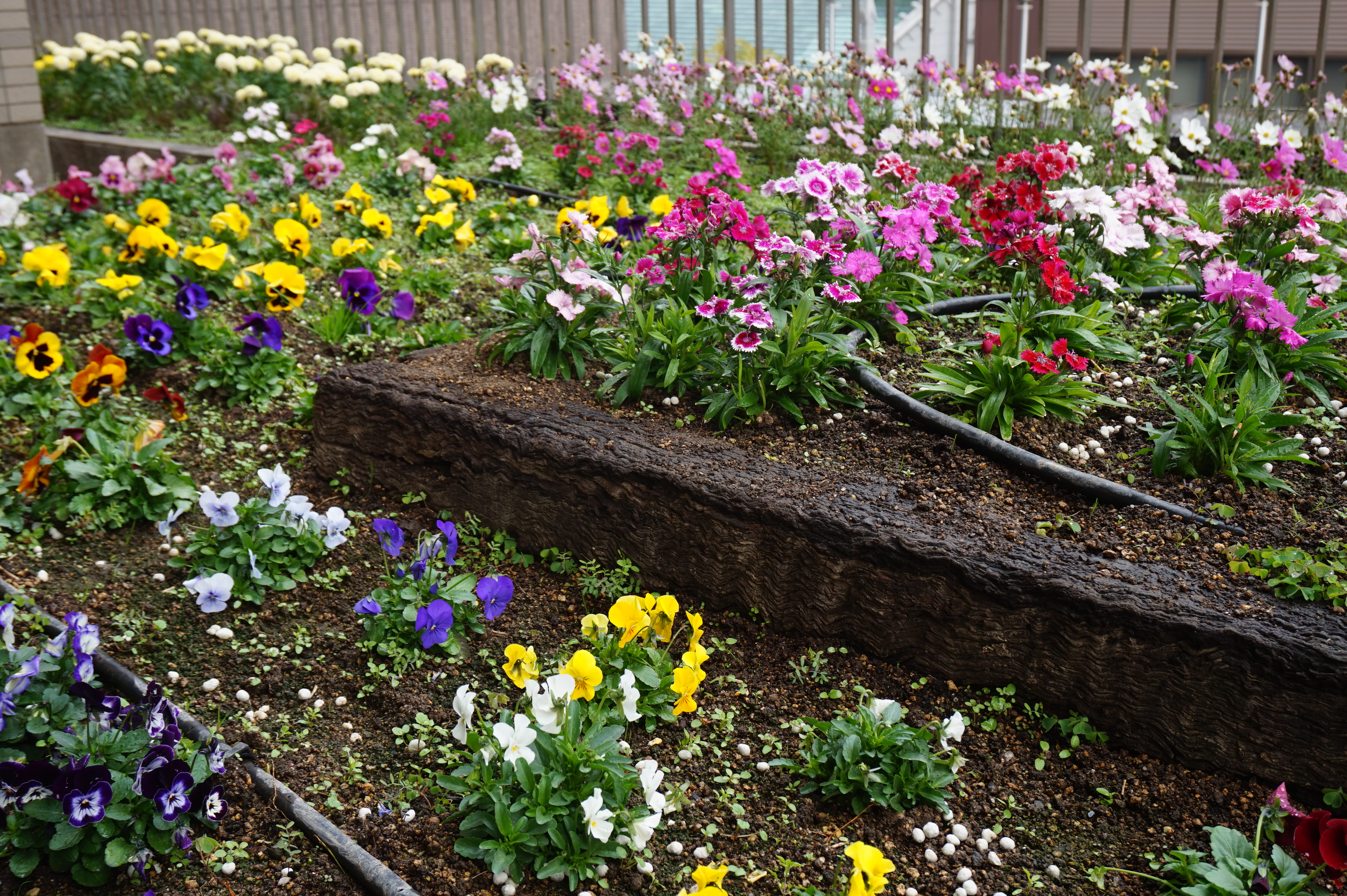 熊本市現代美術館 Camk Blog 命の花壇の植え替えが行われました