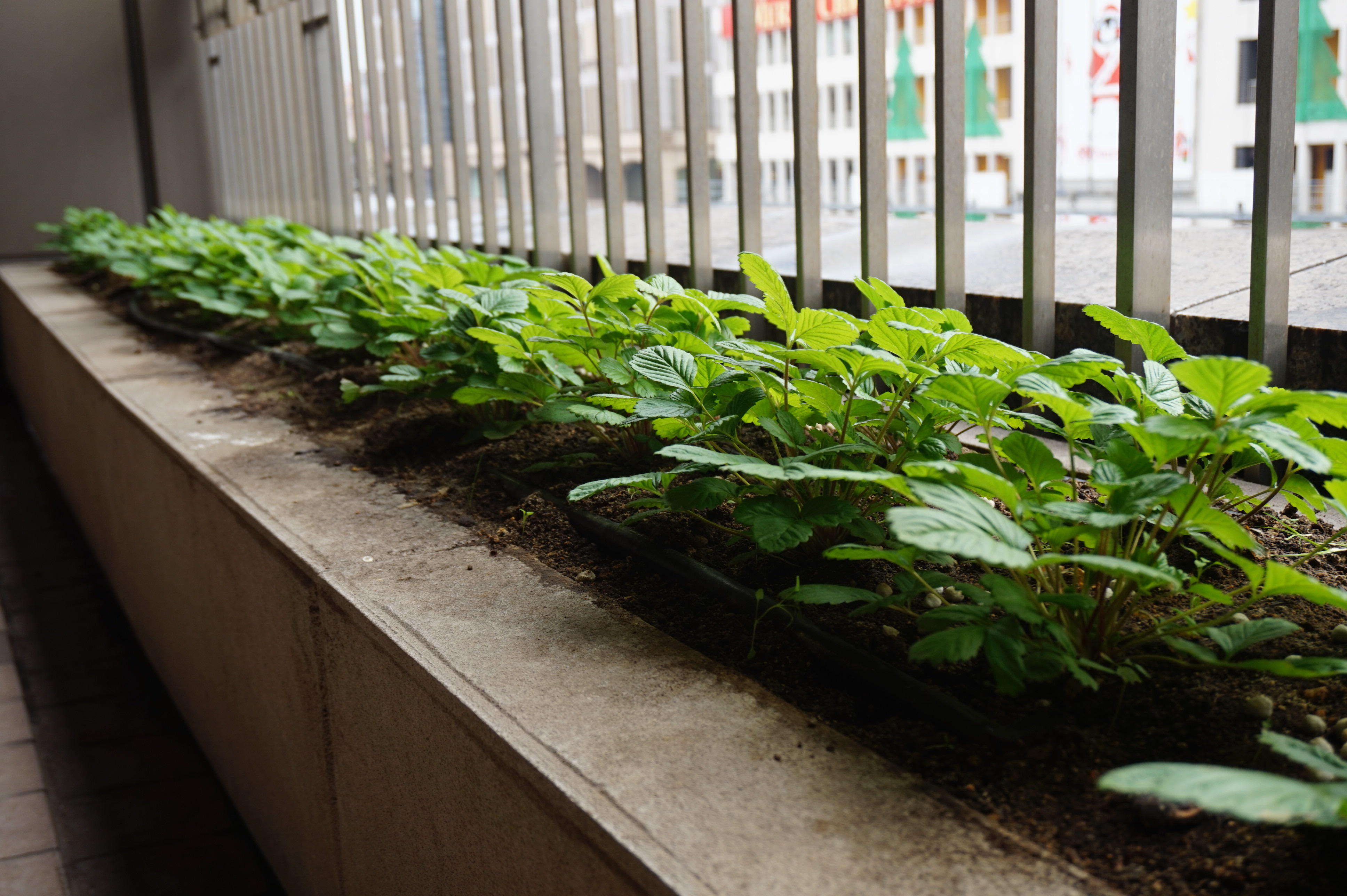 熊本市現代美術館 Camk Blog 命の花壇の植え替えが行われました