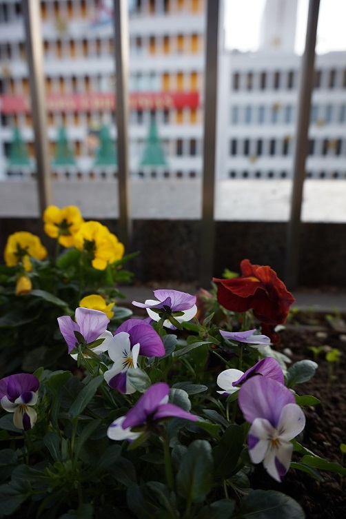 命の花壇の花を植え替えました Camkブログ 熊本市現代美術館 Camk